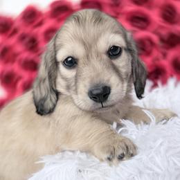 Zeek - Cream male Dachshund puppy in Richmond, Virginia from Irresistible Dachshunds & Cavaliers