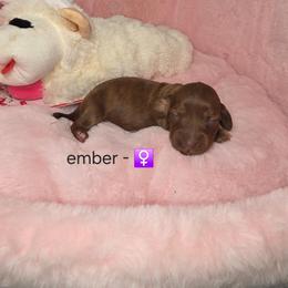 Ember- AKC Price 3210 - pet only price 2,210 - Dapple female Dachshund puppy in Bristol, Tennessee from It's Mini Wieners Baby