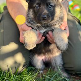 Gwenhwyfar-Yellow - Black and tan female German Shepherd puppy in Medical Lake, Washington from Nine Realms German Shepherds