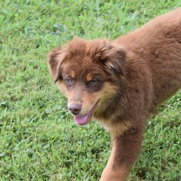Rusty - Australian Shepherd puppy from Maggie Withers' Australian Shepherds