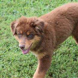 Rusty - Australian Shepherd puppy from Maggie Withers' Australian Shepherds