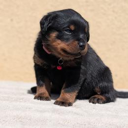 Red - Black and mahogany male Rottweiler puppy in Oroville, California from Von Brennan kennels