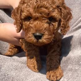 Copper - Red male Cavapoo puppy in Council Bluffs, Iowa from The Doodle Den