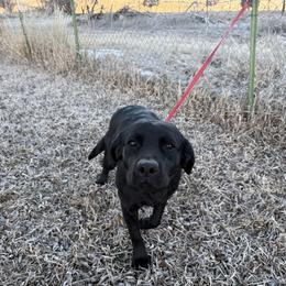 Glory - Black female Labrador Retriever puppy in Durango, Colorado from Burress Family Farm and Kennels