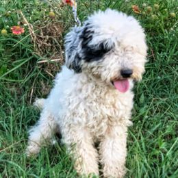 Chip - Bernedoodle