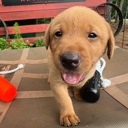 Green Boy - Yellow male Labrador Retriever puppy in Monticello, Georgia from Hollow Meadows Retrievers