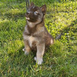 Siberian Husky Puppies from Evereve Kennels