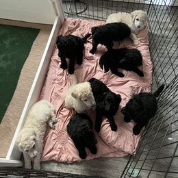 Poodle Puppies from Tyler Family Poodles
