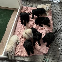 Poodle Puppies from Tyler Family Poodles