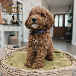 Bernedoodle, Goldendoodle, and Sheepadoodle Puppies from High Desert Doodles