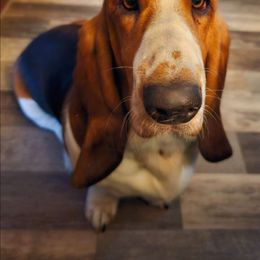 Murphy - Basset Hound
