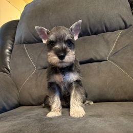 Milo - Salt and pepper male Miniature Schnauzer puppy in Atoka, Oklahoma from Boggy Depot Cavaliers & Friends