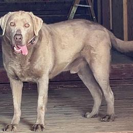 Labrador Retriever puppies from Wind River Labrador’s