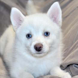 Dottie - White female Pomsky puppy in Uintah County, Utah from Bingo's Wolfhounds, Lollipop Pomskies