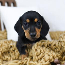Chip - Black and tan male Dachshund puppy in Fredonia, Arizona from Kaibab Dachshunds