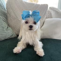 Maltese puppies from Natalias Tiny Chihuahuas