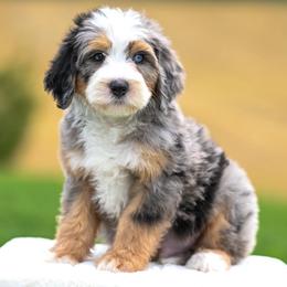 Adams - Merle male Bernedoodle puppy in Dundee, Ohio from Down Home Doodle