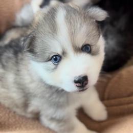 Payette - Silver and white female Pomsky puppy in Rathdrum, Idaho from Smart Pomskies and Frenchies