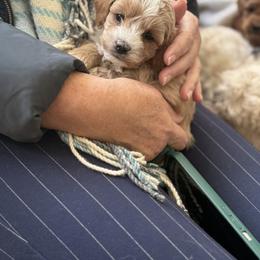 Apricot Boy with Stripe - Red female Cockapoo puppy in Birdsboro, Pennsylvania from Cooper Family Cockapoos