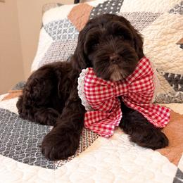 ROUX - Chocolate female Australian Labradoodle puppy in Valley Springs, California from Blue Denim Doodles