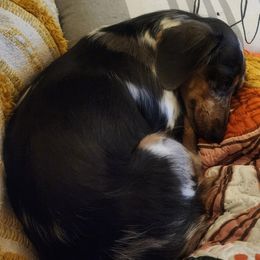 Molly - Dachshund