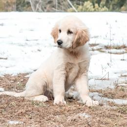 Tessa - Light golden female Golden Retriever puppy in Acton, Maine from Silver Pines Pups