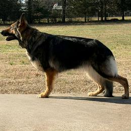 Fancy - German Shepherd