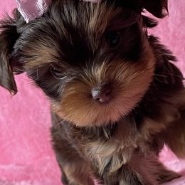 Yorkshire Terriers from Tiffany's Puppies