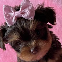 Yorkshire Terriers from Tiffany's Puppies