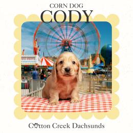 Cody - Cream male Dachshund puppy in Jenks, Oklahoma from Cotton Creek Dachshunds