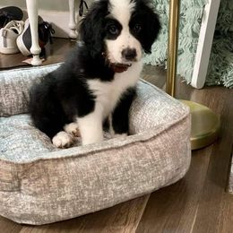 Sheepadoodle Puppies from Oak Valley Kennels
