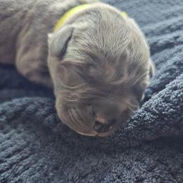 Yellow Collar - Gray female Cane Corso puppy in Henry, Virginia from Hardradas Dynasty Cane Corso