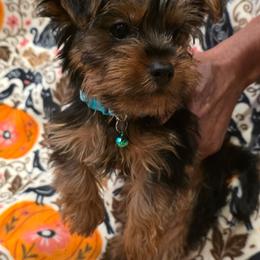 Boy Blue - Black and gold male Yorkshire Terrier puppy in Lebanon, Ohio from Teacup Yorkies for Adoption Near Lebanon Ohio LLC