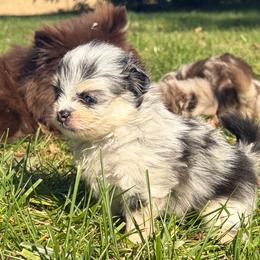Female - Blue merle female Pomeranian puppy in Indiana from Unique Uprisings