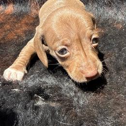 Female 3 - Chocolate and tan female Dachshund puppy in El Campo, Texas from Creamer Creek Kennel