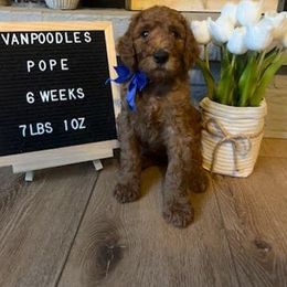 Poodle puppies from VanPoodles