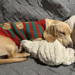 Patty Mae - Dachshund