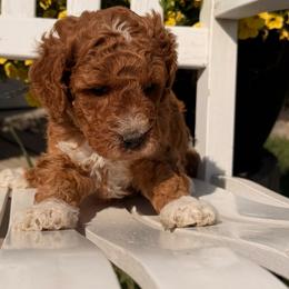 Socks - Red male Double Doodle puppy in Deer Park, Washington from Doodle Paw Ranch