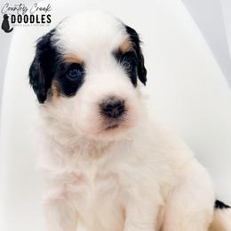 Lyn - Tri-color female Bernedoodle puppy in Tipton, Indiana from Country Creek Doodles