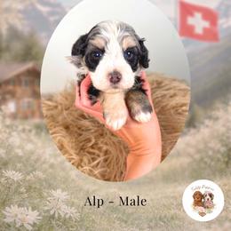 Alp - Tri-color male Bernedoodle puppy in Canton, Georgia from Teddy Puppies
