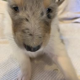 Collie Puppies from ColliesOklahoma