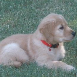 Golden Retriever Puppies from Davids Golden Retrievers