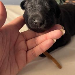 Orange collar - Black male German Shepherd puppy in Marion, Ohio from Legacy K9’s