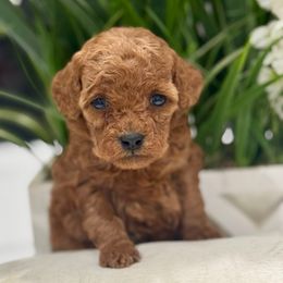 Joy - Red  female Poodle puppy in Apple Valley, California from Fletcher Fuzzy Friends