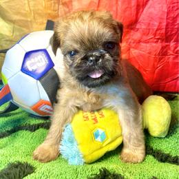 Hattori Hanzo - Belge male Brussels Griffon puppy in Lindenhurst, Illinois from Hautedog Brussels Griffons