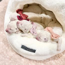 Pick2 - Light golden female Golden Retriever puppy in Deer Lodge, Tennessee from SelahGold