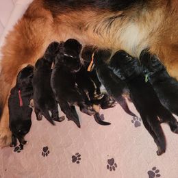 Boy 1 - German Shepherd puppy from Von Richardson Elite German Shepherds