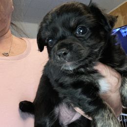 Girl 1 Brenda - Black female Chihuahua puppy in Red Bluff, California from Aye Chihuahua