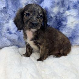 Brandy - Brindle female Dachshund puppy in Onalaska, Texas from Smokey Pines Dachshunds