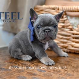 French Bulldog Puppies from Beason’s HomeGrown Frenchies
